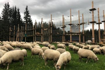 Park Linowy na Siwej Polanie Park Linowy na Siwej Polanie - dla dzieci - park linowy - Witów