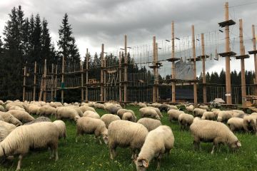 Park Linowy na Siwej Polanie - dla dzieci - park linowy - Witów