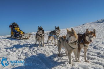 Psie zaprzęgi Zakopane Psie zaprzęgi Wataha Tatry - sport i rekreacja - psie zaprzęgi - Zakopane