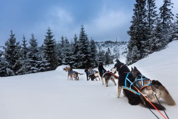Zobacz Psy na biegunach - sport i rekreacja - psie zaprzęgi - Szczawnica Psy na biegunach - sport i rekreacja - psie zaprzęgi - Szczawnica