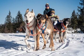 Psy na biegunach - sport i rekreacja - psie zaprzęgi - Ząb