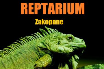 Zwierzęta Egzotyczne - Gady - Reptarium Zakopane - dla dzieci - rozrywka i zabawa - Zakopane