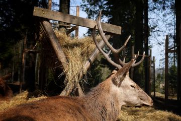 Tatrzański Park Edukacyjny Zakopane pod Wielką Krokwią Tatrzański Park Edukacyjny - dla dzieci - zajęcia dla dzieci - Zakopane