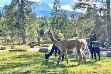 Tatrzańskie Zoo w Zakopanem Tatrzańskie ZOO - dla dzieci - atrakcja dla dzieci - Zakopane
