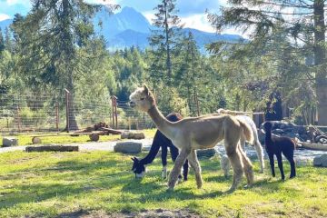 Tatrzańskie ZOO - dla dzieci - atrakcja dla dzieci - Zakopane