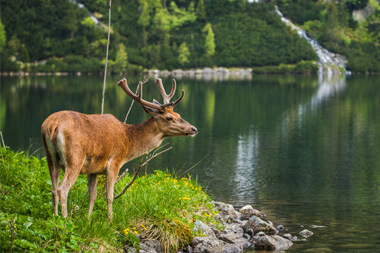 Atrakcje turystyczne w Zakopanem Morskie Oko Atrakcje turystyczne w Zakopanem Morskie Oko